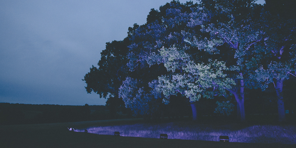 Tree-Uplighting